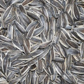 New crop 2016 sunflower seeds long type seeds